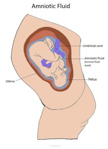 Functions of Amniotic fluid for pregnant mother