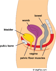 pelvic_floor_muscles